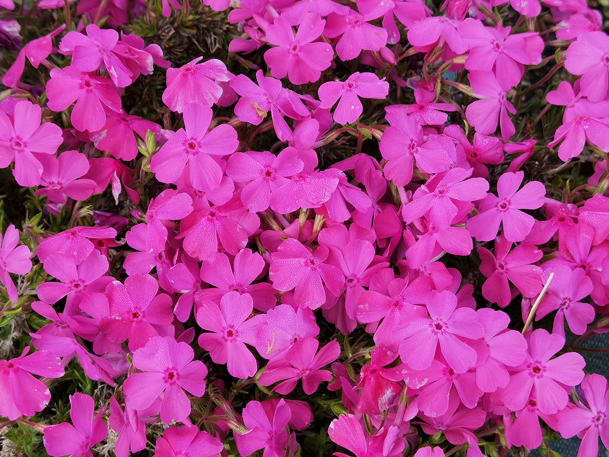 Phlox subulata 'McDaniel's Cushion' photo